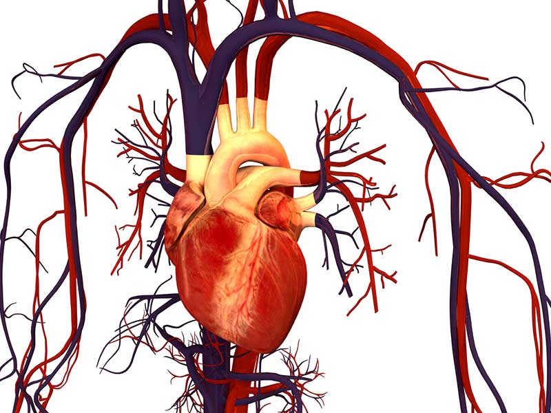 Human heart and circulatory system