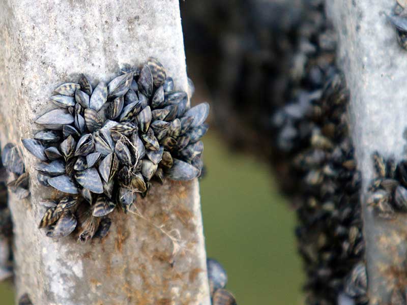 zebra mussels