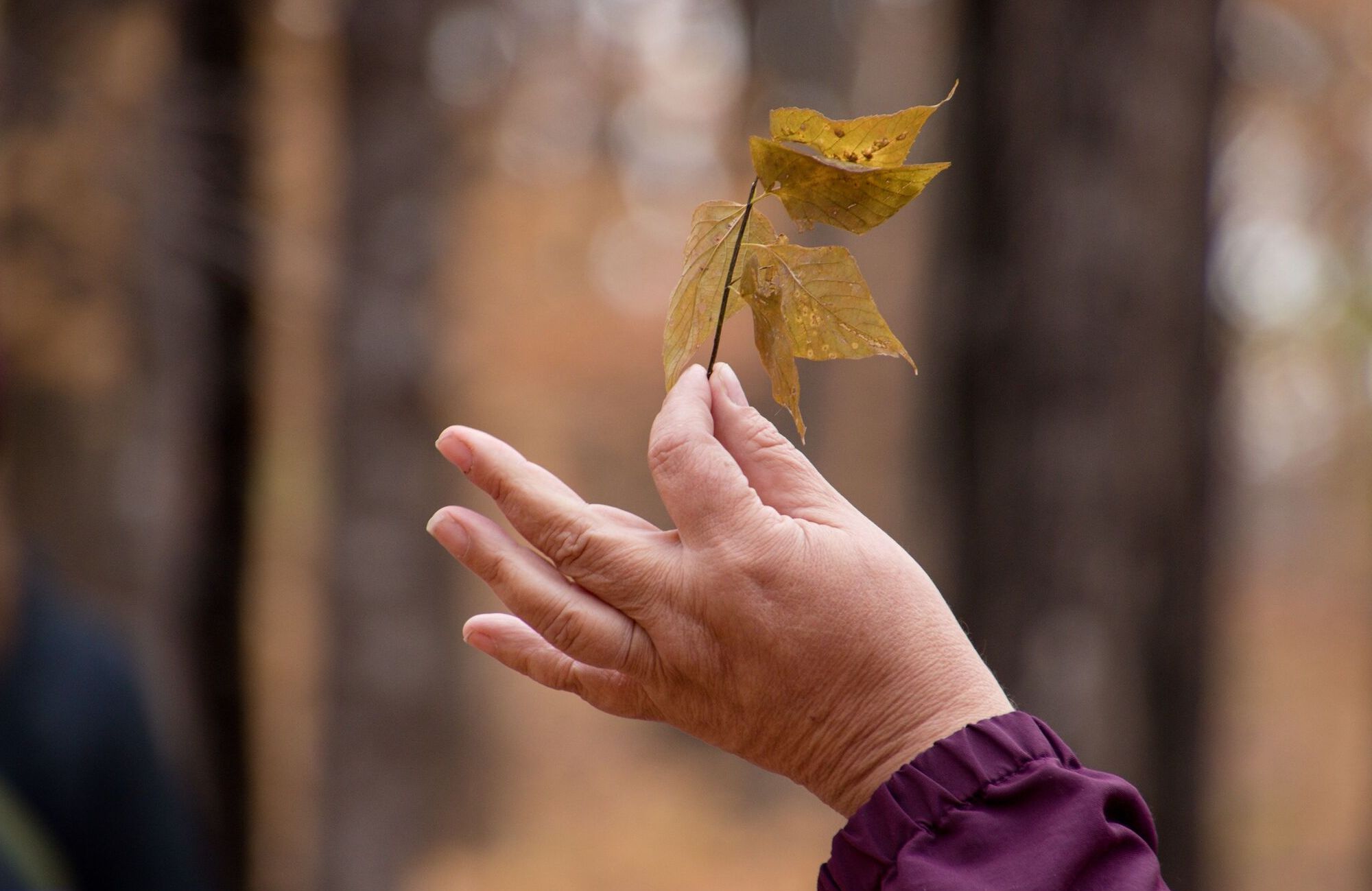 Hand holding a leaf
