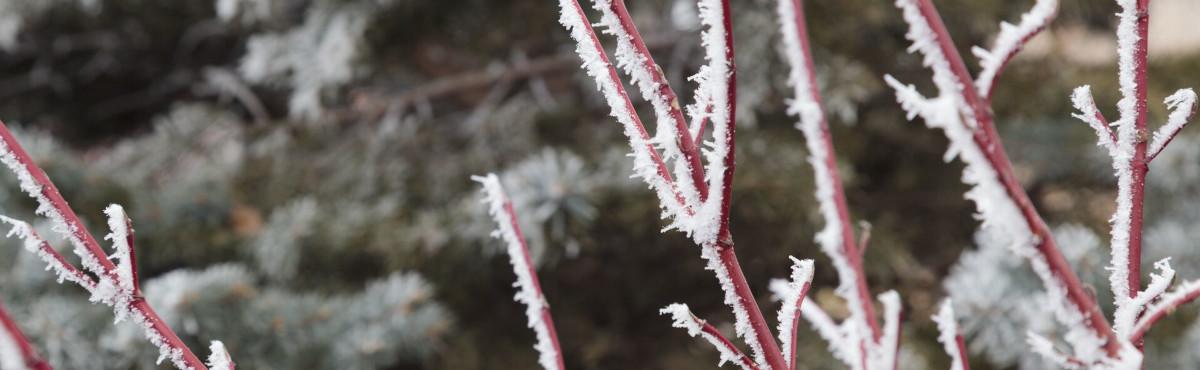 dogwood branches covered in frost