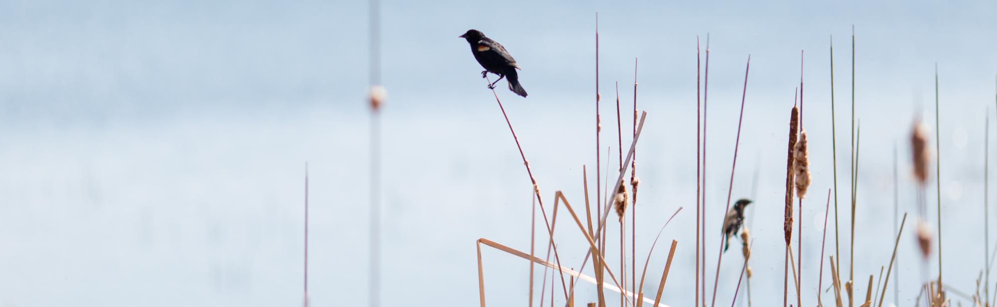 A red winged blackbird perched on tall grass